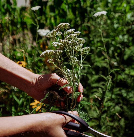 Wild Weeds for UTIs