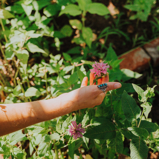 Bee balm, a summer favorite