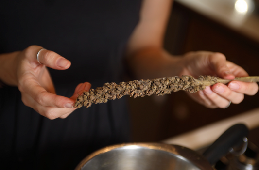 Making Mullein Torches / Hag's Taper